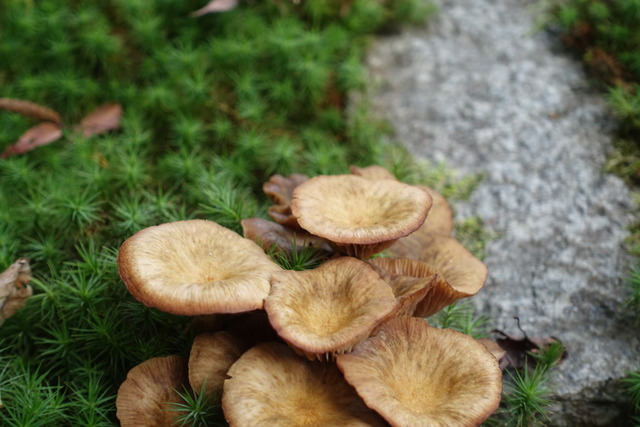 キノコ　マッタケもどき (2)