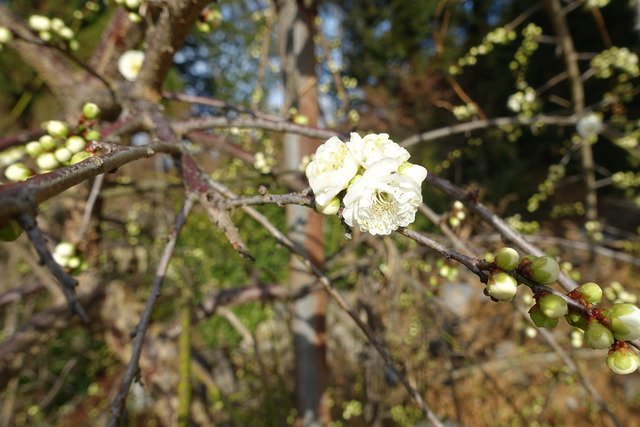 垂れ梅　白　花　咲き始め　日本庭園 (5)