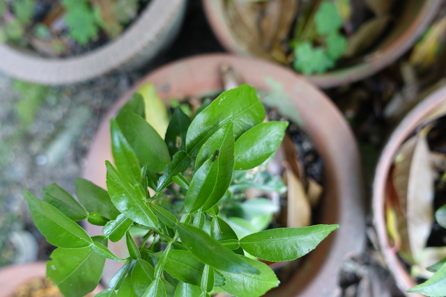 アゲハ　幼虫　蜜柑の葉っぱ上　鉢　裏庭 (1)