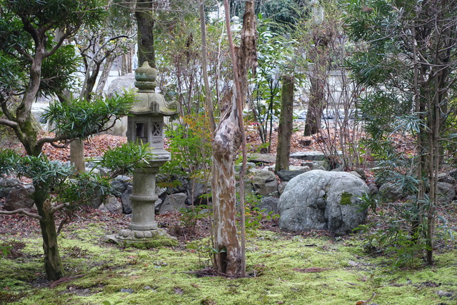 百日紅　谷山椿所　枯れて、新木２本 (1)