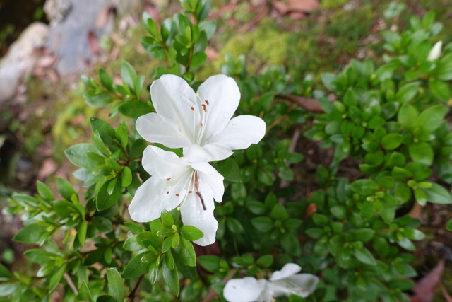 白ツツジ　花 　庭(4)