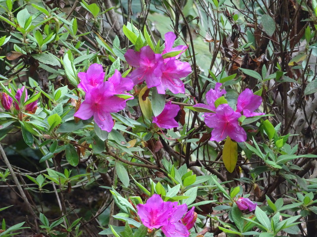 つつじ　花紅 (2)