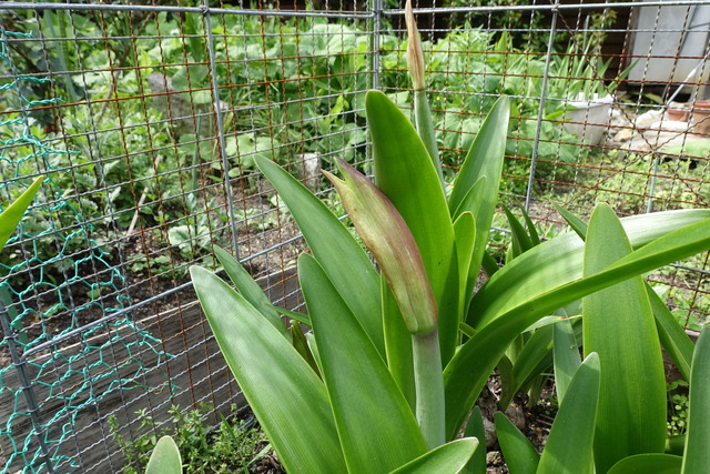 アマリリス　蕾 (2)