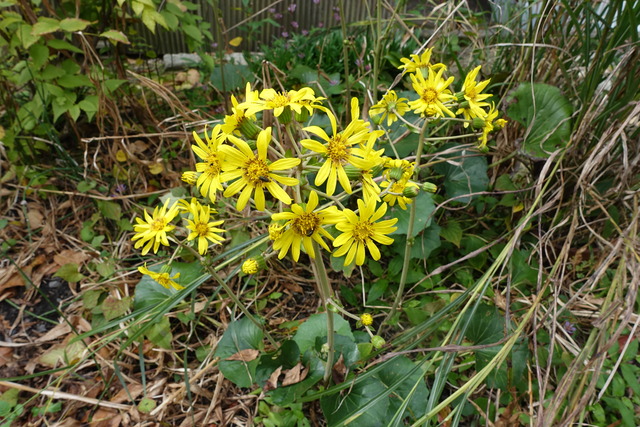 ツワブキ　黄花 (1)