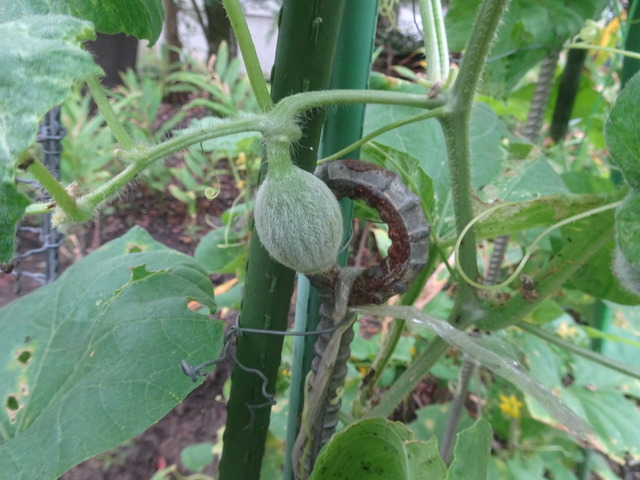 メロンの実生　裏庭　黄色い花 (2)