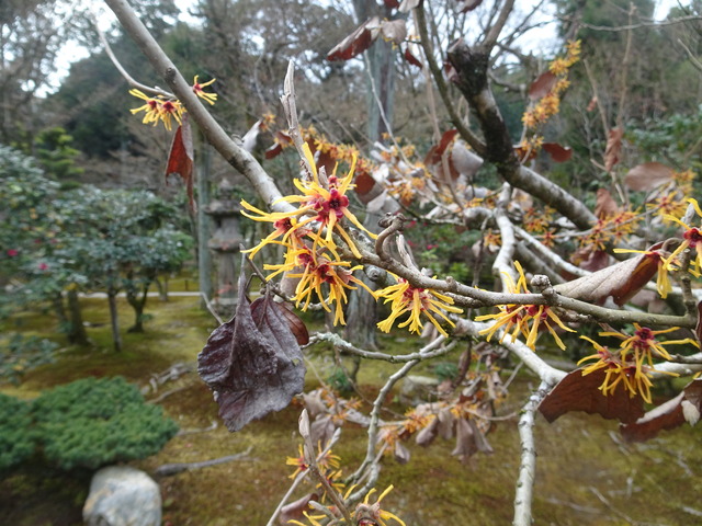 満作　花　中門 (3)