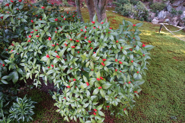 千両　実紅　離れ東 (2)