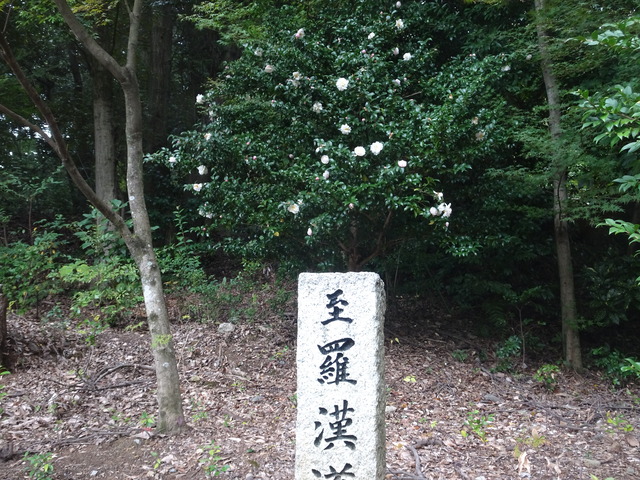 山茶花　秋に花　2511 (2)