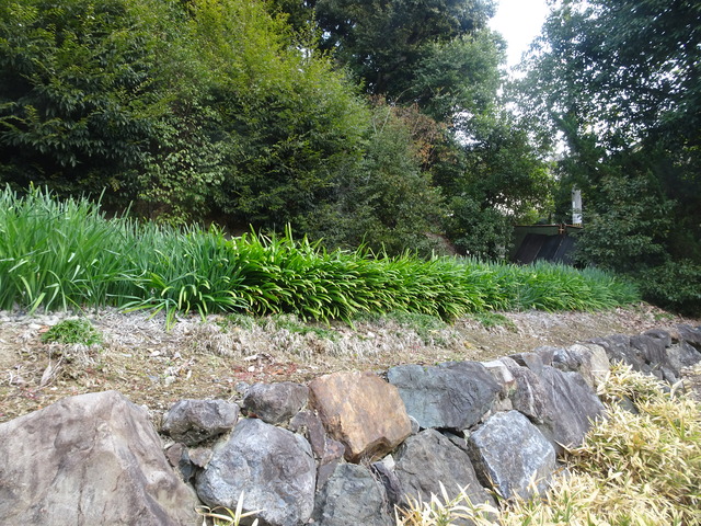 2501 水仙　花咲き始め　自然苑 (8)