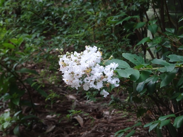 百日紅　白　花2408 (2)