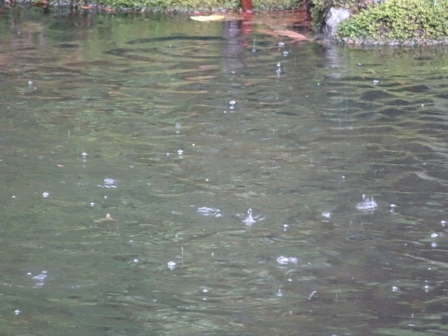池　水面の水滴　跳ね返り (8)