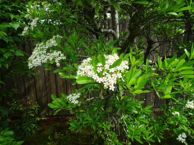 ピラカンサ　花　白 (3)