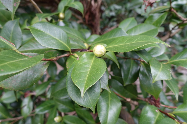 白椿　蕾　黒門 (2)