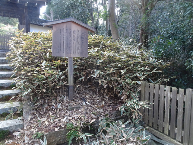 三門笹掃除　ビフォーアフター (1)