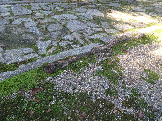 タイサンボクの根 (5)