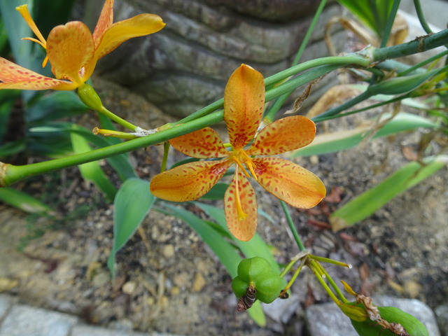 檜扇　種・花2408 (3)