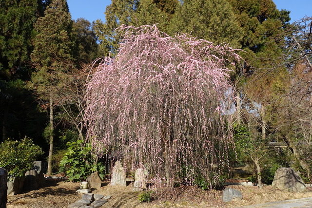 梅　垂れ梅紅　日本庭園満開 (2)