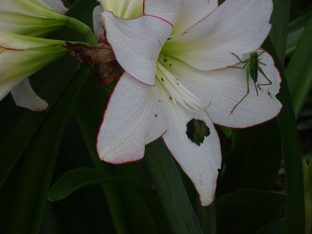 25　アマリリス　花弁　虫食い (3)