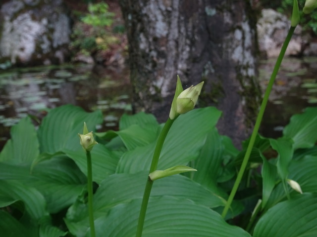 ギボシ　花はじめ　庭１ (3)