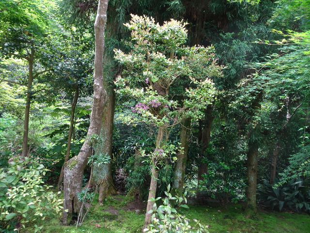 石斛　長生蘭　240508 (1)