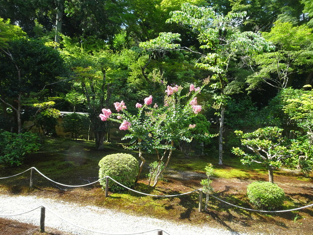 百日紅　花ピンク　庭 (1)