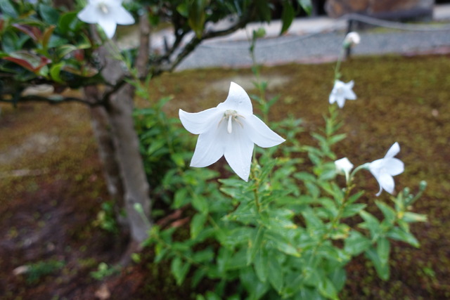 桔梗花　しろ　離れ前 (4)