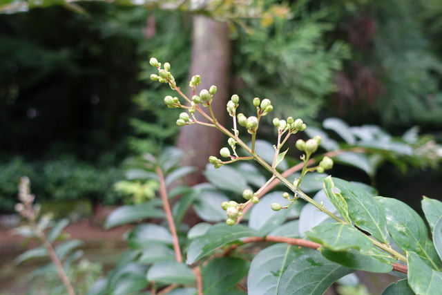 百日紅　白　花芽 (1)