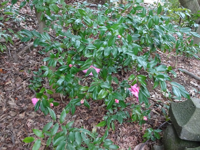 山茶花　花紅八重　恥ずかしがり (3)