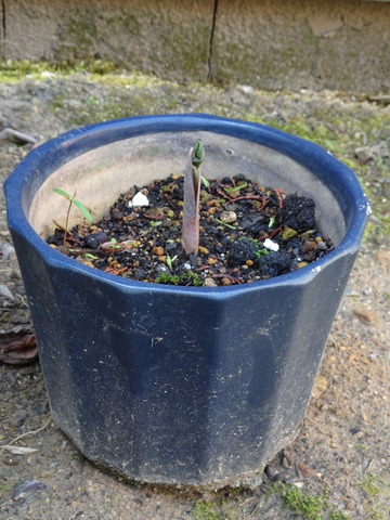 武蔵鐙４／５ (9)