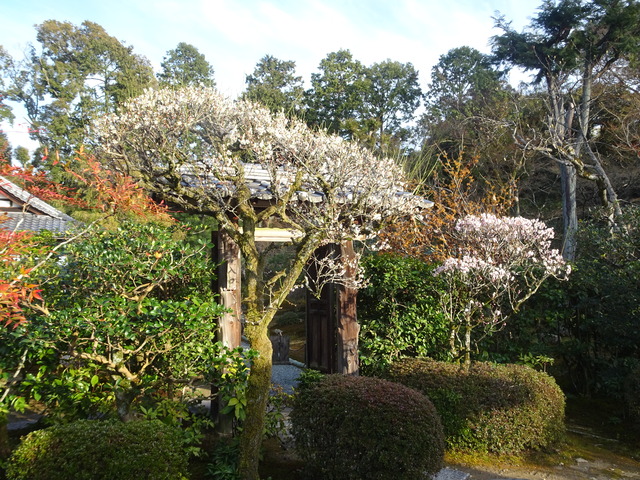 梅　白梅小門　満開 (1)