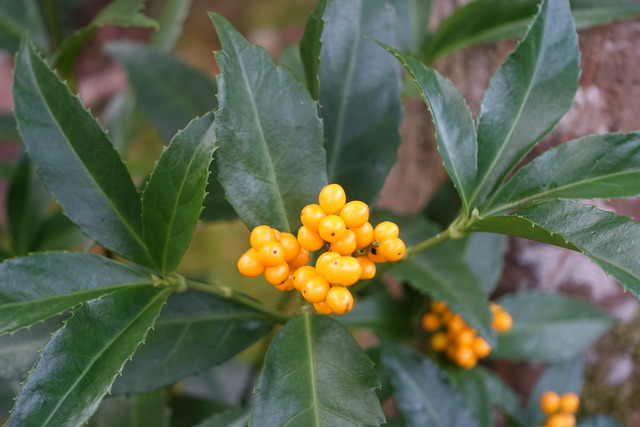 千両　黄　実アップ (4)