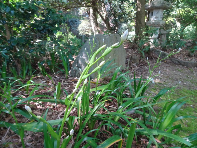 シャガ　花芽+花　谷川 (4)