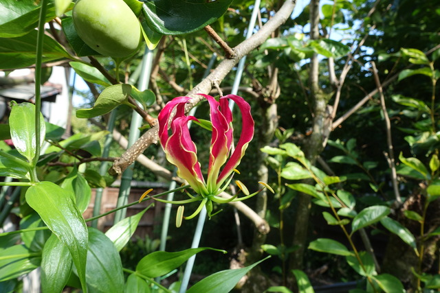 ゲゲノ鬼太郎　花 (4)