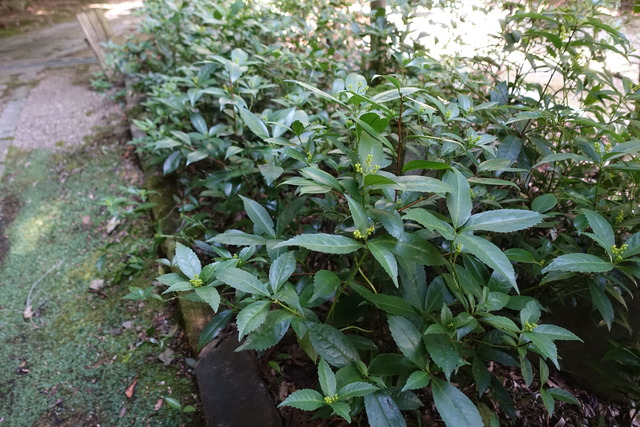 千両の青い実　黒門 (3)