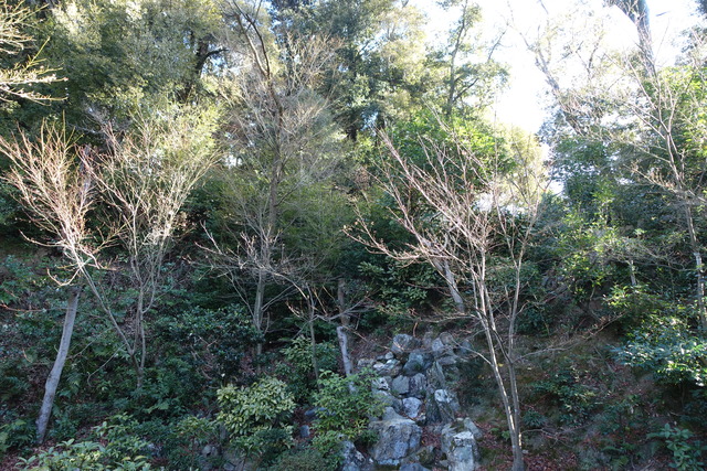 2501庭（池北・東）　伐採・掃除 (1)