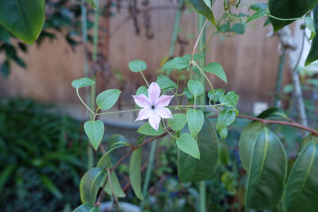 テッセン　最後に咲いた花 (1)