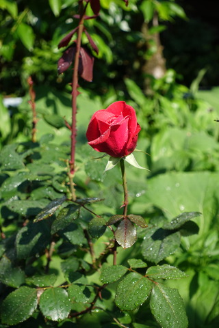 ばら　紅花 (2)