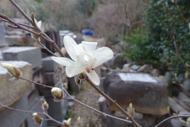 ハクレン　白　花咲き始め (2)