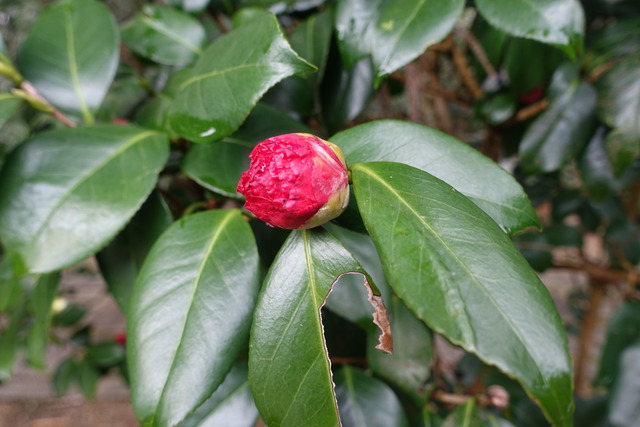 椿　蕾大　紅・白　黒門 (5)