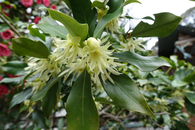 シキビ　花　地味満開　裏庭 (3)