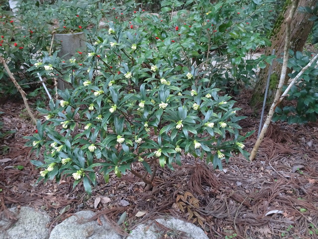 沈丁花　白　花 (2)