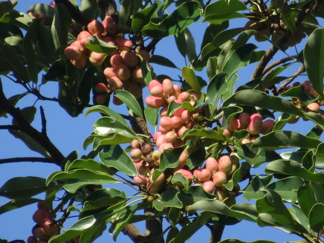 居宅裏　大木　実 (2)