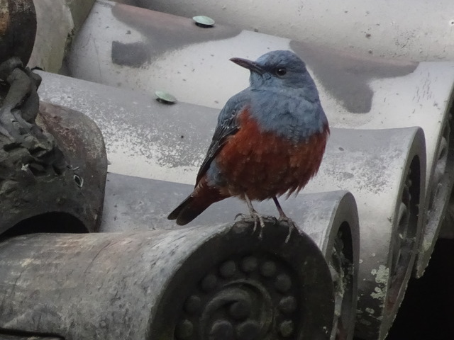 イソヒヨドリ (4)