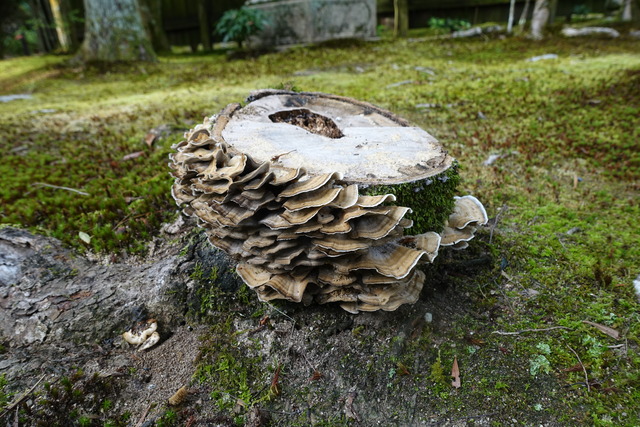 キノコ　色々2410 (13)