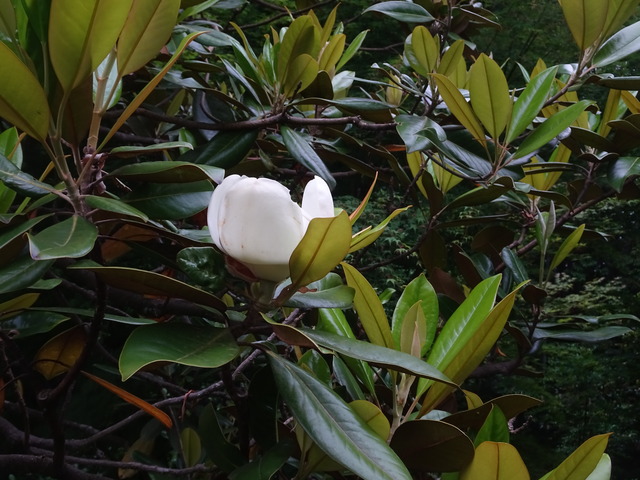 25　タイサンボク　花・蕾 (3)