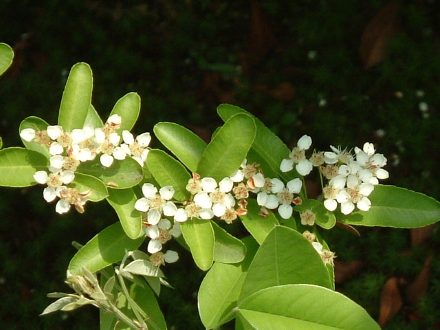 ピラカンサ　花　白 (4)