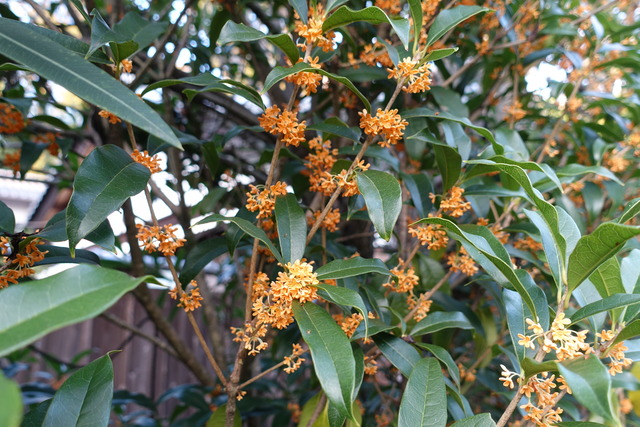 金木犀 花満開(5)