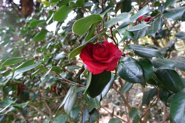 椿　紅　花花咲き始め　黒門(5)