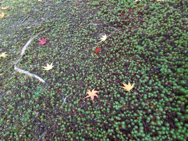 苔　池横　紅葉 (4)