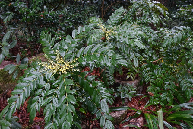 ヒイラギ南天　開花始め　黒門 (2)